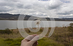 A male hand holding a lion teeth flower with seed and natural lake, grass and mountains scene