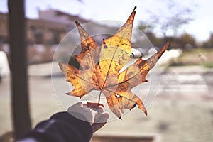 Male hand holding a Plane tree leaf