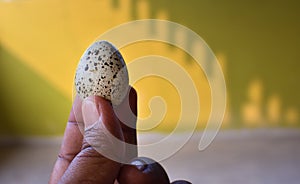 Male hand holding a quail egg isolated on a green background. man holding a small coturnix coturnix egg