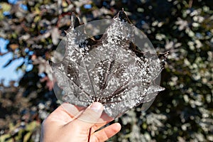 Male hand holding red maple leaf diseased of powdery mildew, fungal disease of maple trees. Pathogenic fungi, phytopathology,