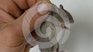 Male hand holding small house mouse caught in the skin. Gray rodent caught
