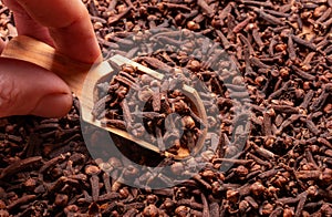 Male hand holding a small spice shovel and picking cloves.