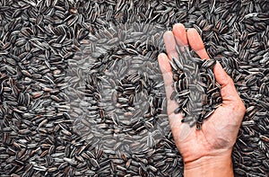 Male hand holding sunflower seeds with pile of brown sunflower seeds background, copy space