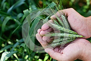 Male hand holding a wheat ear in the wheat field. Farmer with wheat in hands. Plant, nature, rye. Stem with seed for cereal bread.