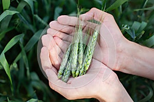 Male hand holding a wheat ear in the wheat field. Farmer with wheat in hands. Plant, nature, rye. Stem with seed for cereal bread.