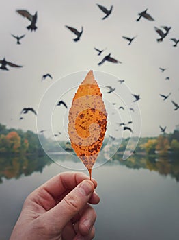 Male hand holding a yellow leaf against the cloudy sky with a flock of flying migratory birds. Autumn mood concept, lifestyle