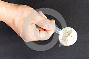 Male hand holds a measuring spoon with protein on black background top view