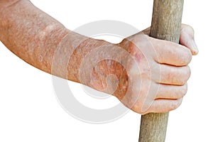 Male hand holds old wooden stalk