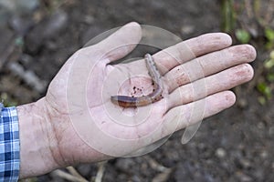 Male hand holds in the palm of the earthworm. Lumbricidae