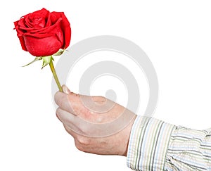 Male hand holds red rose flower isolated