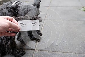 Male hand holds a white paper with drawn evil eyes, which covers part of the muzzle of a black dog schnauzer. Copy space