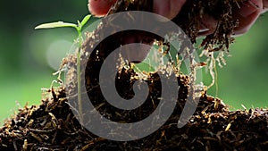 Male hand keeping farm manure to young tree