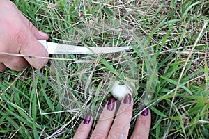 Male hand with knife, female hand with manicure, people found in green grass mushroom, white mushroom champagne, Champignon lat.