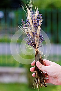 Male hand with levender and wheat