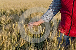 Male hand moving over wheat growing on the field. Field of ripe grain and man`s hand touching wheat in summer field. Man