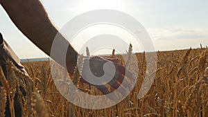 Male hand moving over wheat growing on the field. Field of ripe grain and man`s hand touching wheat in summer field. Man