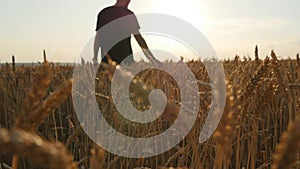 Male hand moving over wheat growing on the field. Field of ripe grain and man`s hand touching wheat in summer field. Man