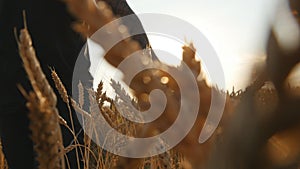 Male hand moving over wheat growing on the field. Field of ripe grain and man`s hand touching wheat in summer field. Man