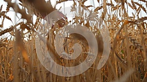 Male hand moving over wheat growing on the field. Field of ripe grain and man`s hand touching wheat in summer field. Man