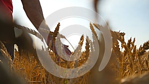 Male hand moving over wheat growing on the field. Field of ripe grain and man`s hand touching wheat in summer field. Man