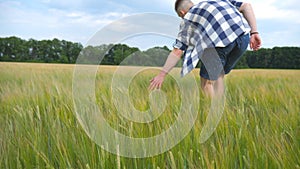 Male hand moving over wheat growing on the field. Meadow of green grain and man`s arm touching seed in summer. Guy
