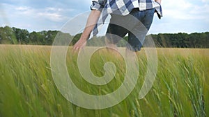 Male hand moving over wheat growing on the field. Meadow of green grain and man`s arm touching seed in summer. Guy