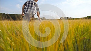 Male hand moving over wheat growing on the field. Meadow of green grain and man`s arm touching seed in summer. Guy