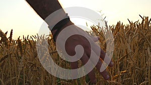 Male hand moving over wheat growing on the field. Young man running through wheat field, rear view. Field of ripe grain