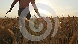 Male hand moving over wheat growing on the field. Young man running through wheat field, rear view. Field of ripe grain