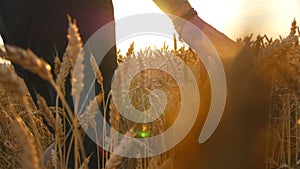 Male hand moving over wheat growing on the field. Young man running through wheat field, rear view. Field of ripe grain