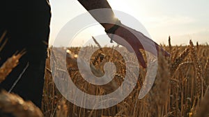 Male hand moving over wheat growing on the field. Young man running through wheat field, rear view. Field of ripe grain