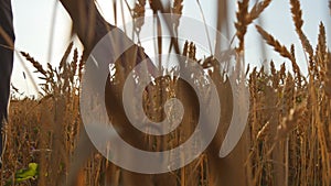 Male hand moving over wheat growing on the field. Young man running through wheat field, rear view. Field of ripe grain