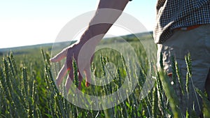 Male hand moving over wheat growing on the meadow on sunny summer day. Young farmer walking through the cereal field and