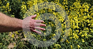 Male hand moving and touching the blossoming flowers of rapeseed