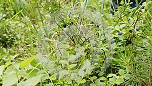 Male hand picking blueberries with berry scoop tool