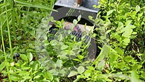 Male hand picking blueberries with berry scoop tool