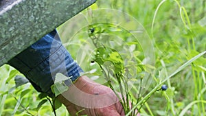 Male hand picking blueberries with berry scoop tool