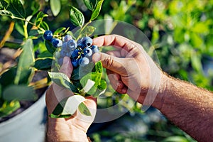 Male hand is picking fresh organic blueberries from the bush