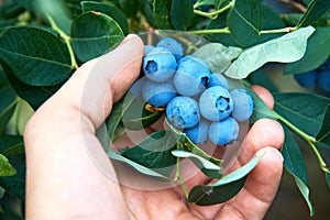 Male hand is picking fresh organic blueberries from the bush.