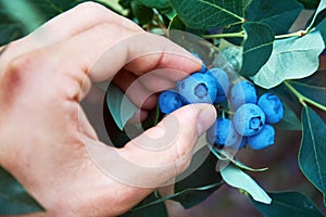 Male hand is picking fresh organic blueberries from the bush.