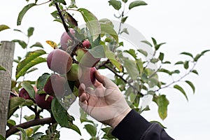 Male hand picking macintosh apple from the tree