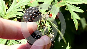 Male hand picking single blackberry