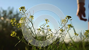 Male Hand Picking Yellow Wild Mustard Flower. Harvesting Herbal Collection of Medicinal Plants. A Field Yard. Flowering