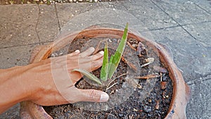 Male hand Plant a small Aloe vera