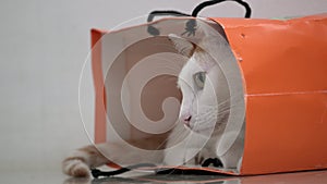 Male Hand Playing with White and Ginger Domestic Cat Sitting in Paper Bag on the Floor. Funny Pet Protecting Playhouse