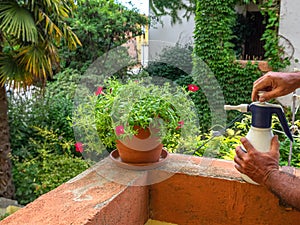 male hand preparing for spraying petuna flowers in the garden