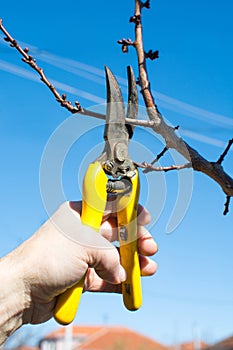 Male hand pruning fruit before start of spring