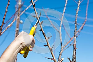 Male hand pruning fruit before start of spring