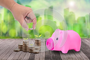 Male hand putting money coins on pile of coins and little tree,