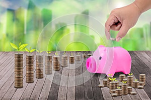 Male hand putting money coins on pile of coins and little tree,